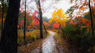 Rainy Autumn Forest Walk ️ - New England (4K) | Binaural Audio (Rain Sounds for Sleep & Study)