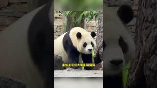 5 16 福宝又活力满满了~#大熊猫 #大熊猫福宝 #pdtz