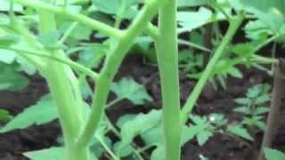 Seedlings of tomato in the greenhouse, after drug treatment "Athlete"