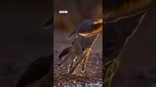 A close call  | Dogs In The Wild | BBC Earth