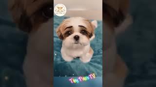 Cutest Puppies Ever Part 8 - Tiny Paws TV #animals #cutepets #funnyanimals #bestanimalvideos