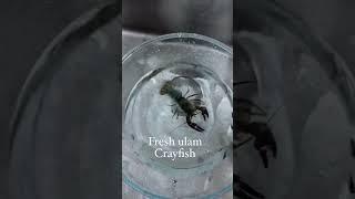 Crayfish or Crawfish #bisdak #food #crawfish #everyone