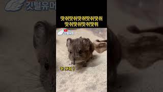 땃쥐의 코가 길면..? 코땃쥐.. 엌컼ㅋㅋㅋ쿸ㅋㅋㅋ
