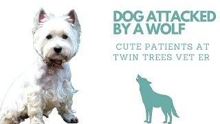 Dog Attacked by a Wolf︱Cute Patients from Twin Trees Vet ER