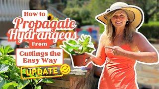 How to Propagate Hydrangeas From Cuttings The Easy Way UPDATE - KELLY LEHMAN