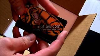 CRESTED GECKO UNBOXING FROM AC REPTILES 03-20-14