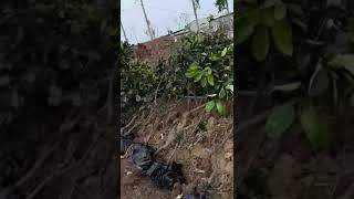 Tại Sao Nên Trồng Bưởi Diễn CHIẾT Cành, Cách Phần Biết Giống Chuẩn Từ Vua Bưởi Diễn?: 096.239.2038