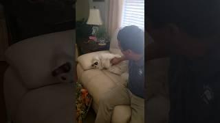 Needy flirty little lady #shorts #youtubeshorts #short #funny #dogs #funnydogs #husband