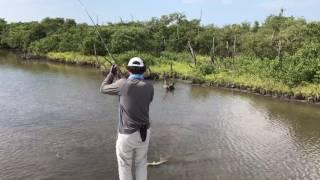 Snook fishing the Everglades with Capt. Scott Owens