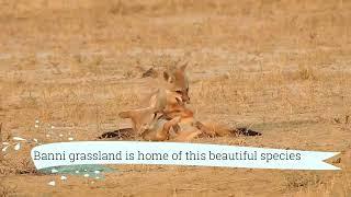 Indian Fox (vulpes bengalensis)