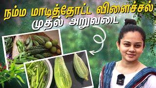 நம்ம மாடித்தோட்டத்தின் முதல் விளைச்சல் | Our Terrace Garden Harvesting | Anithasampath Vlogs