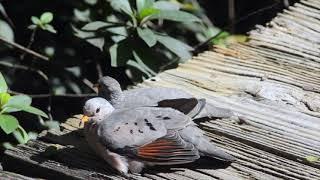 Birds of Nancy Creek Common Ground Dove breeding behavior