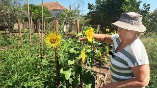 Unbelievable GROWTH In Just 4 Weeks! July (No Dig) Veg Garden Tour