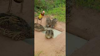 Create Beautiful Innovative Quail Trap Using Paper #shorts #shortvideo #technique