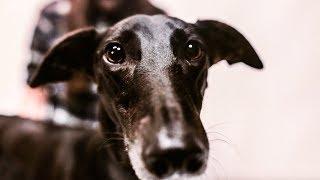 The Clan - "Second Chances" - "All in the name of folk" - Greyhound Rescue - stop racing