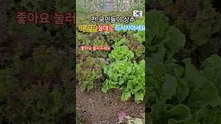 전국민들이 사랑하는 상추 이런분은 절대 드시지마세요