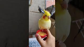 #cockatiel #birds #parrot #cute #funny #mabirdcare #cutebird #pets #talkingparot #funny #cuteparrot