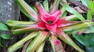 Gardening with Gabriel - Summer Chaos Garden Tour at Bromeliad Kingdom