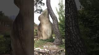 R75 소나무 특수목 010-9315-8804