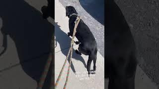 공놀이 좋아하는 랩 두릅과 그걸 이겨보겠다고 공놀이한 집사 #다견가정 #puppy #이민 #dog #dogbreed #강아지 #캐나다 #유학생