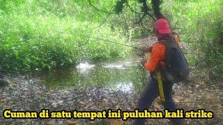 Anda pasti Betah Mancing Cuman Di satu titik puluhan kali strike || Casting Gabus Haruan