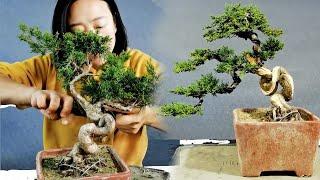 How to bend a bonsai - juniper pose