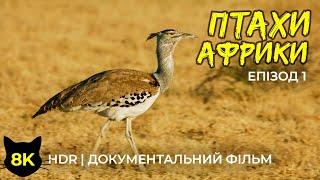 Екзотичні птахи Африки - 8K HDR Документальний фільм про дику природу - Частина 1