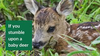 Baby Deer Code - Deer Awareness