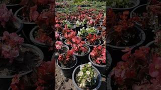 begonia plant | begonia flower | plants | #gardening  #begonia