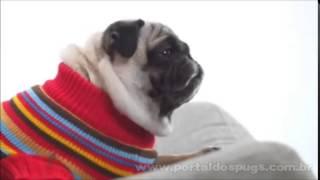 Labb - Comercial de TV - Propaganda com Pug