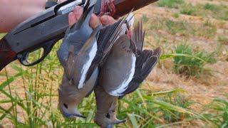 10 Dove Hunting Tips