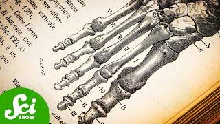 A Quarter Of All Your Bones Are In Your Feet