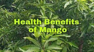 Health Benefits of Mango (Scientific name: Mangifera Indica)