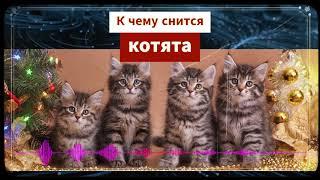 К чему снятся котята - котята во сне