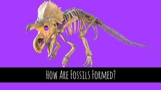 Fossils - How Are Fossils Formed? - GCSE Biology