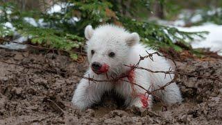 A monkey stops an old man’s car to save an injured baby polar bear caught in barbed wire.