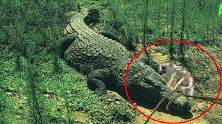 10 Abnormally Large Crocodiles That Actually Exist