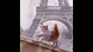 HP Lovecraft's cat in Paris