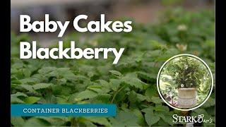 Grow Blackberries in a Pot - Bushel and Berry Baby Cakes