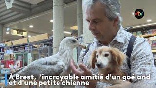 À Brest, l'incroyable amitié d'un goéland et d'une petite chienne