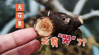 把無花果剪“哭”了，還哭了10天，該不會虛脫了吧？猴哥有話說