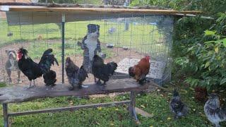 The Baddest Darn Farm In Tha South #shorts #short #love #havenshomestead #homestead