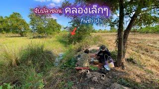 จับปลาข่อนกินข้าวป่า คลองเล็กๆน้ำนิดเดียว ปลาช่อนเยอะมาก / บ้านนอก EP.823