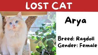 I Lost My Cat Arya - What I Learned | The Cat Butler