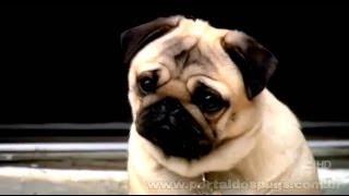 A&E - "Parking Wars" - Comercial de TV - Propaganda com Pug