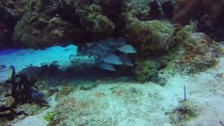 Paradise Reef Snapper