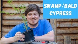 Swamp Cypress' first bonsai steps