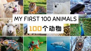 【100个动物的中文名称My first 100 animals in mandarin】认识动物 | 动物启蒙 | 儿童最应该先认识的100个动物 Animal names in Chinese