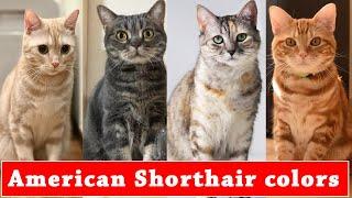 Types of American Shorthair colors | Different types of American Shorthair colors and pattern