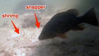 Incredible Underwater Mangrove Snapper Behavior!